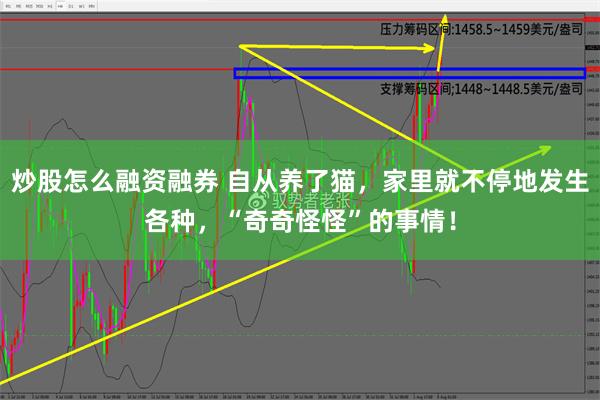 炒股怎么融资融券 自从养了猫，家里就不停地发生各种，“奇奇怪怪”的事情！